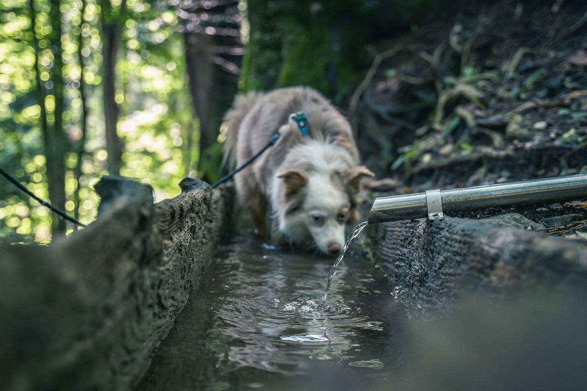 Best Camping Dog Water Bowl Portable Options for Eco-Conscious Adventurers