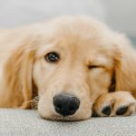 Best Outdoor Water Bowl for Dogs: Hydration Hacks That Actually Work