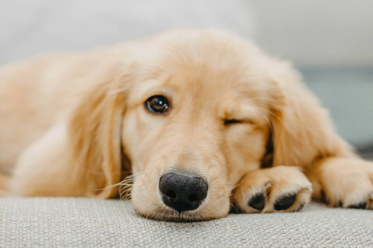 Best Outdoor Water Bowl for Dogs: Hydration Hacks That Actually Work