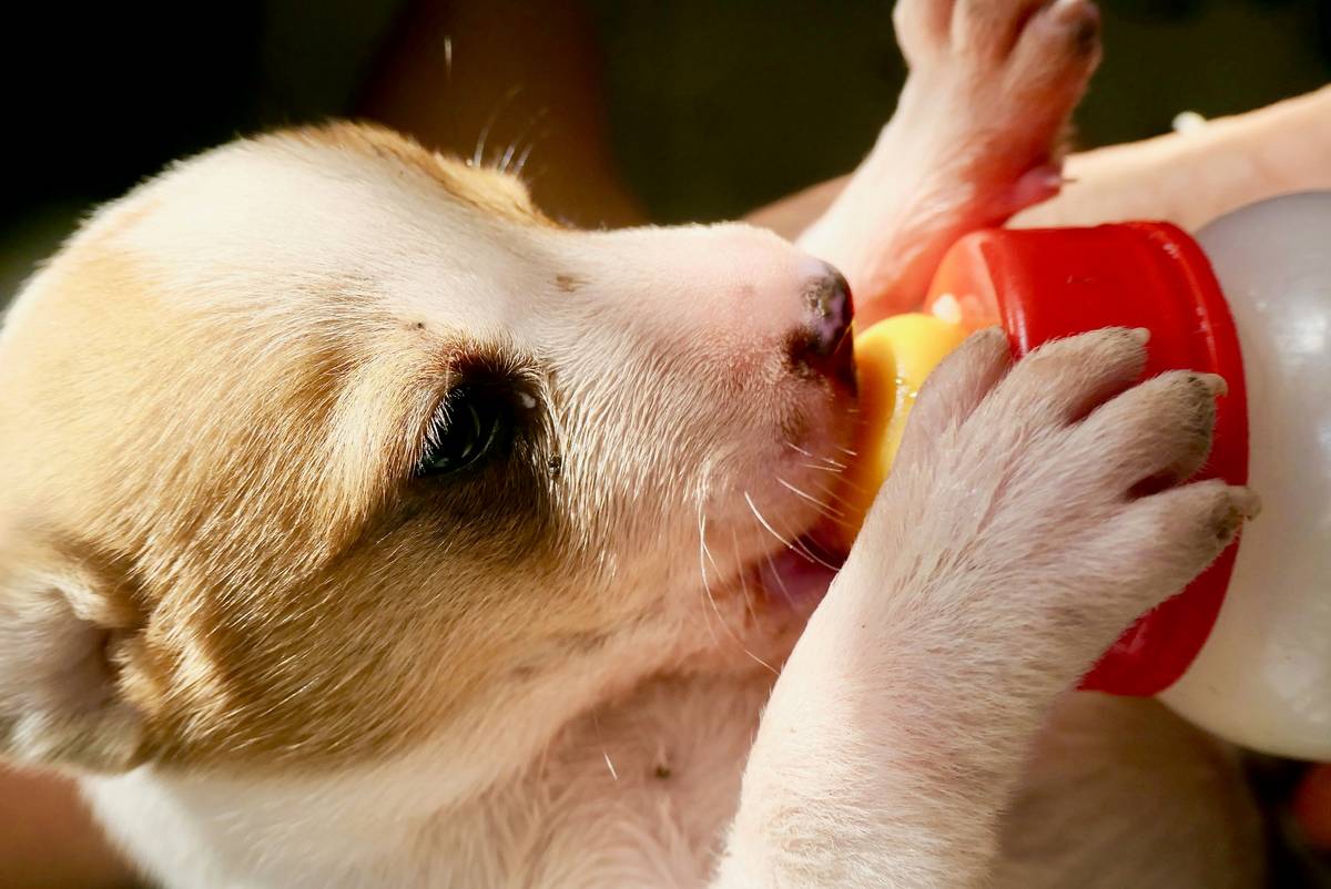 Can Dogs Drink Recycled Water? The Truth About Eco-Friendly Hydration for Pets