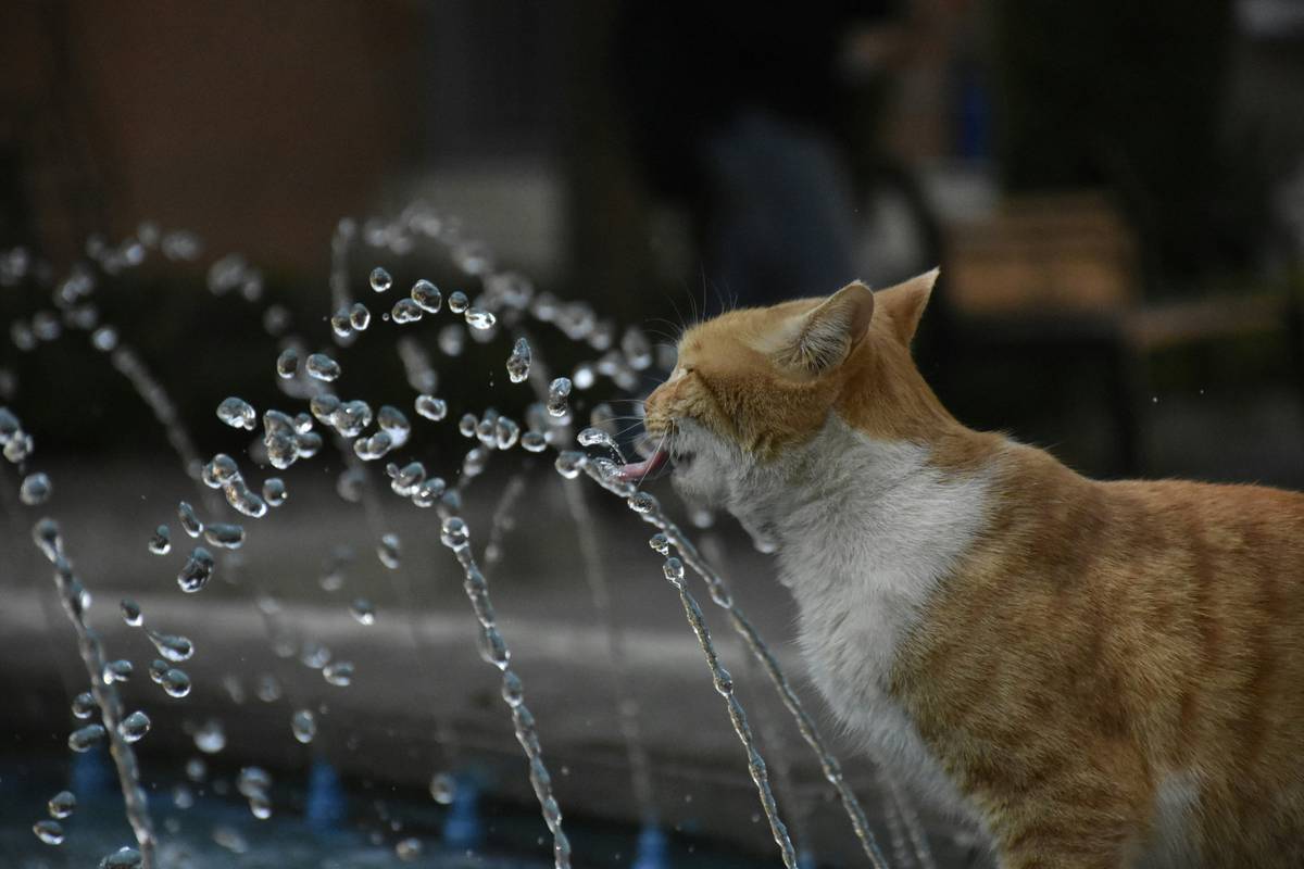 pet water dispenser automatic
