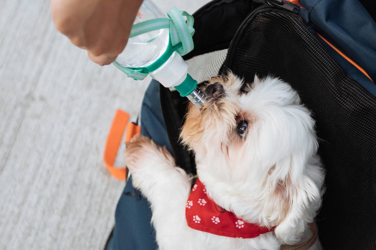 Hiker pouring water into camping dog water bowl portable at mountain summit