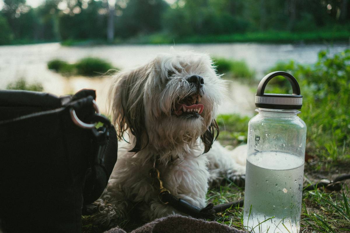 Side-by-side comparison of eco-friendly pet water bottles and water filtration systems—highlighting whether can dogs drink recycled water safely with each setup.