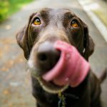 Why Your Dog Deserves a Large Outdoor Water Bowl for Dogs—And What Most Owners Get Wrong