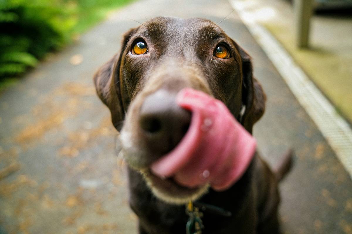 Why Your Dog Deserves a Large Outdoor Water Bowl for Dogs—And What Most Owners Get Wrong