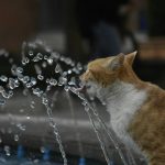 Why Your Pet Deserves Better Than a Cheap pet water dispenser kmart