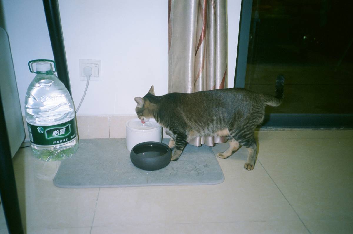 pet smart water dispenser ypd c004 on bamboo mat with cat drinking nearby