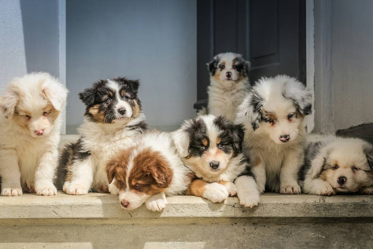 Find a Reliable Pet Water Dispenser Nearby Without Wasting Time or Money