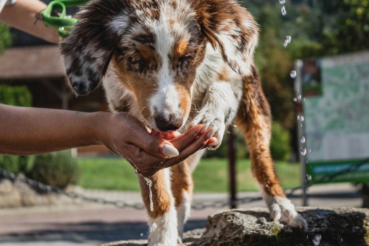 dog portable water bowl in use during mountain hike with golden retriever drinking