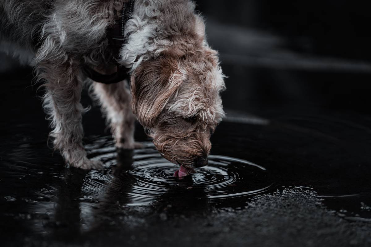 Pet Smart Water Dispenser YPD C004: 7 Proven Tips to Avoid Costly Mistakes