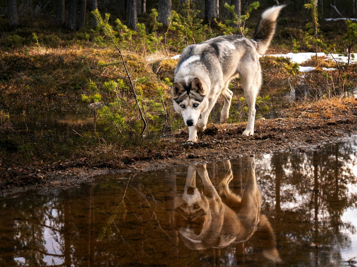 A golden retriever drinking from a portable water bowl for dogs made of blue food-grade silicone on a hiking trail