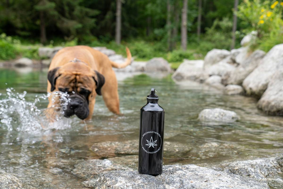 Dog Water Bowl Portable: 7 Proven Ways to Avoid Dehydration Disasters on the Go