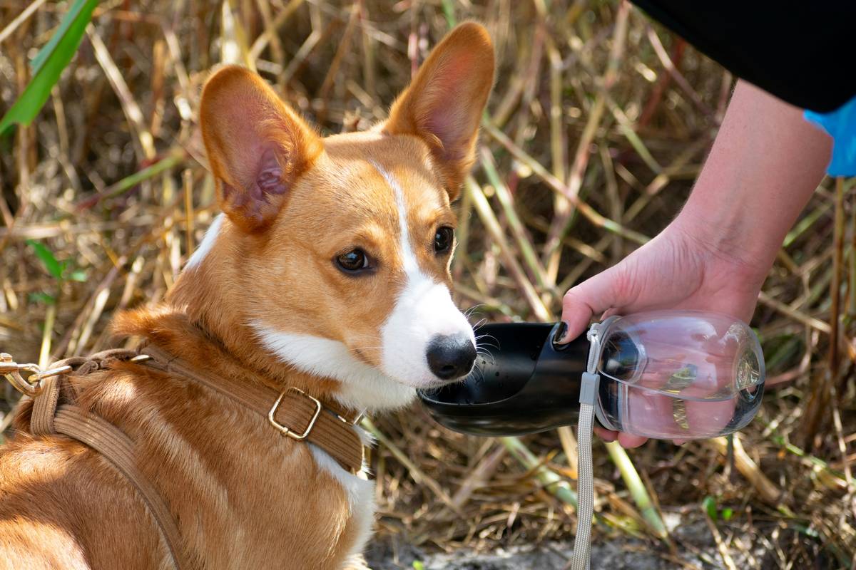 outdoor dog water bowl ideas featuring a collapsible silicone bowl beside a hiking backpack on a forest trail
