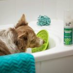 How to Clean Dog Water Dispenser: 7 Proven Tips to Avoid Costly Mistakes