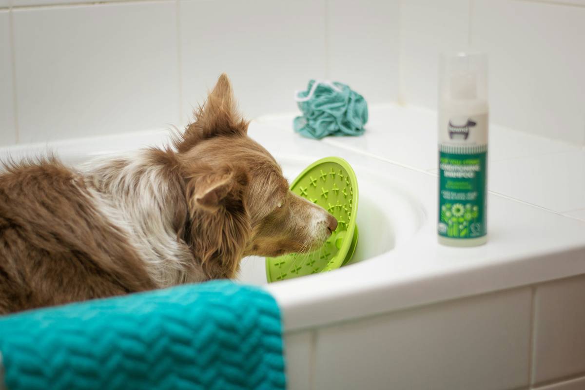 How to Clean Dog Water Dispenser: 7 Proven Tips to Avoid Costly Mistakes
