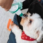 How to Refill Dog Water Dispenser: 7 Proven Tips to Avoid Costly Mistakes