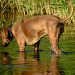 Portable Water Bowl for Dogs: 7 Proven Tips to Avoid Costly Mistakes