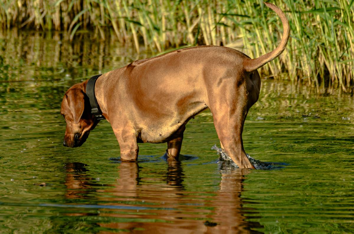 Portable Water Bowl for Dogs: 7 Proven Tips to Avoid Costly Mistakes
